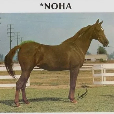 NOHA