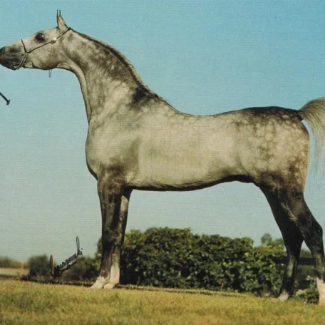 SOLSTICE (*Salon x *Passionate by El Paso)