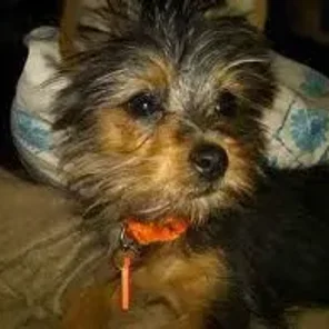 Silky-Pin (Designer Dog)
