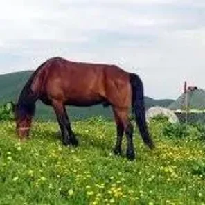 Yili