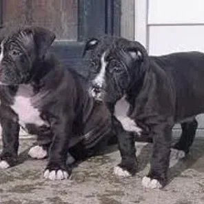 Olde Staff Bulldogge (Designer Dog)