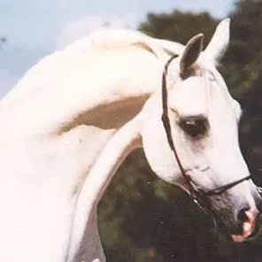 Dardir