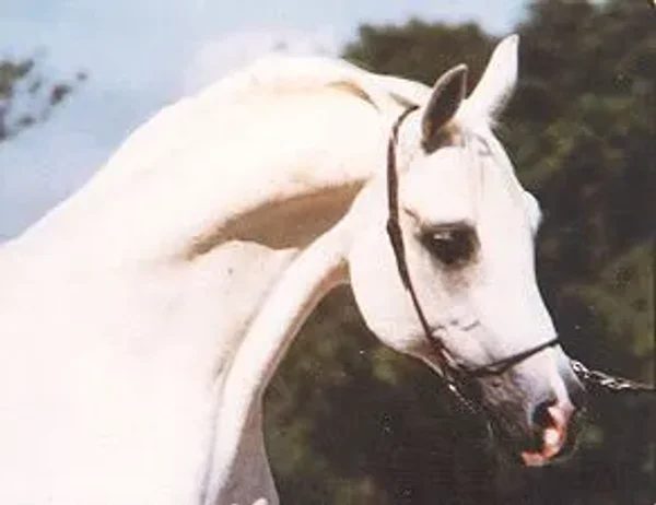Dardir
