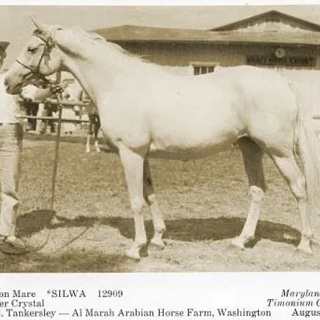 Silwa