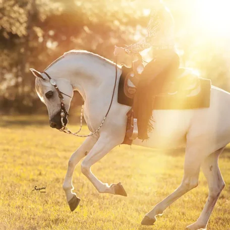Our stallion, Amado De Jamaal with the beautiful Peri Wilson.