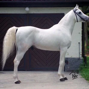 Saher