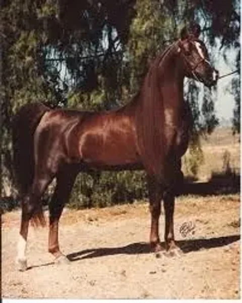 RHR SCIMITAR