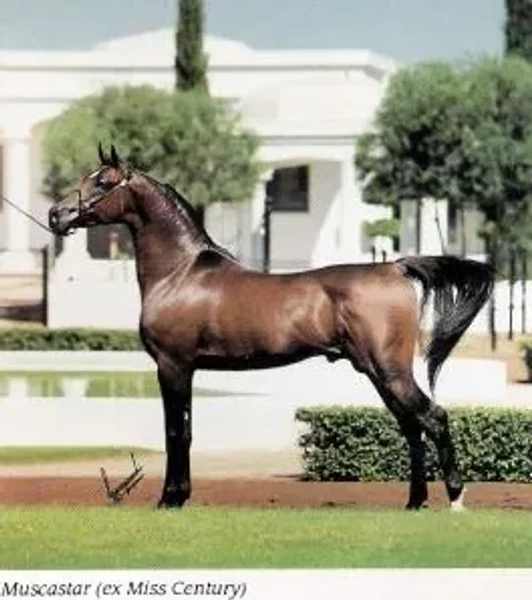 Muscastar