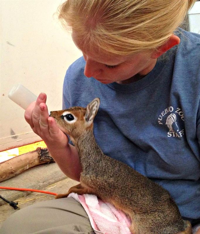 Keepers Raise Tiny Dik Dik at Pueblo Zoo