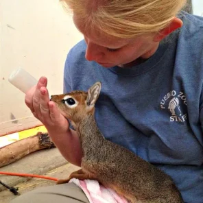 Keepers Raise Tiny Dik Dik at Pueblo Zoo