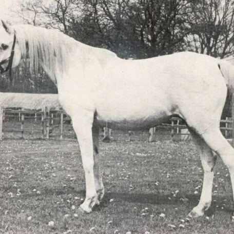 SILVER GILT (Indian Gold x Silver Fire by Naseem) ~ Dam of Silver Vanity
