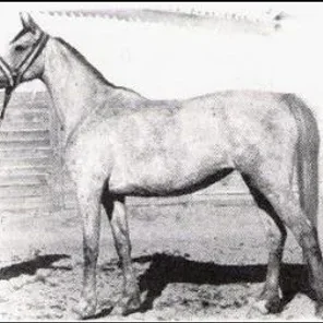 BENI-AMER