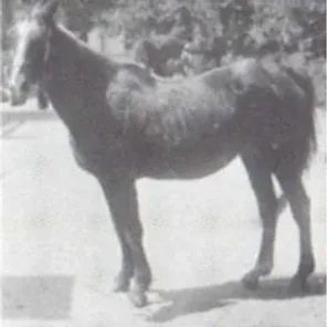 Tarfa