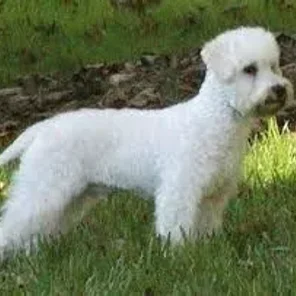 Standard Schnoodle (Designer Dog)