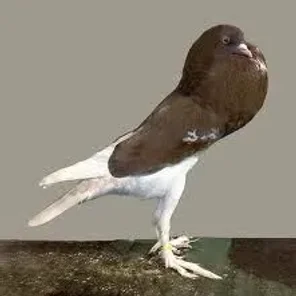 English Pouter