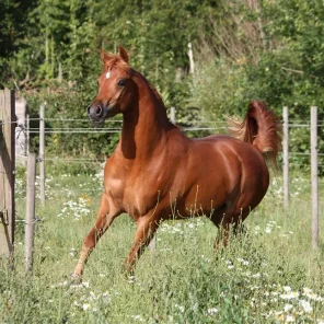 RP Garibaldi