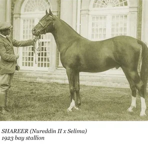 Shareer