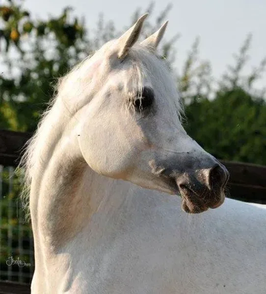 Salymah EA