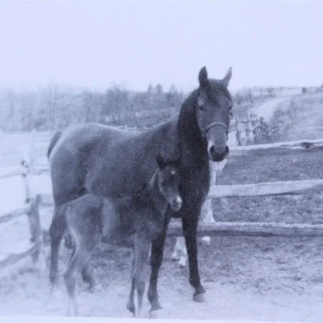 Gazeyna (Raseyn x Gazya) bay mare, foaled February 5, 1947bred by United States Government