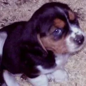Basselier (Designer Dog)