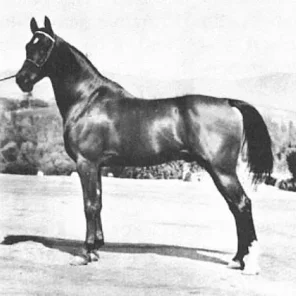 FARANA