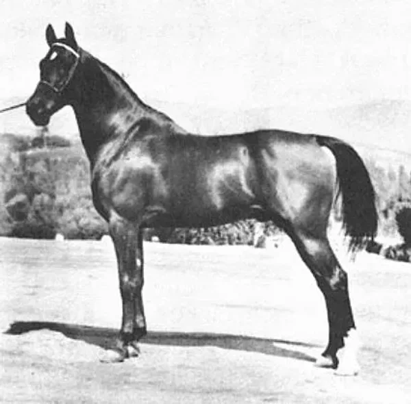 FARANA