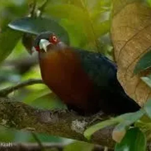 Chestnut-breasted Partridge