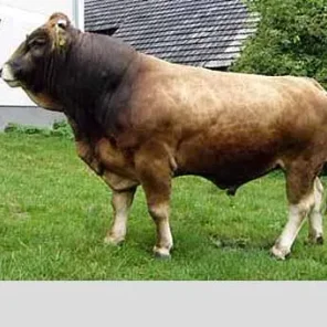 Murbodner