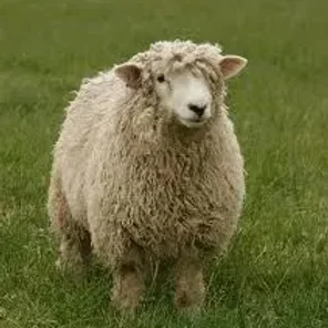 Devon Longwoolled