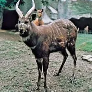 Sitatunga