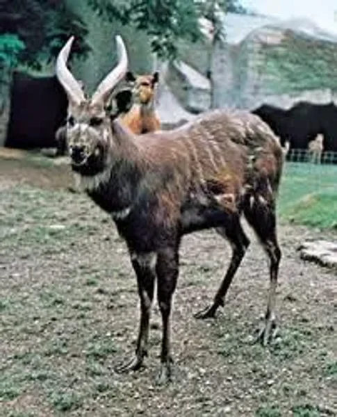 Sitatunga