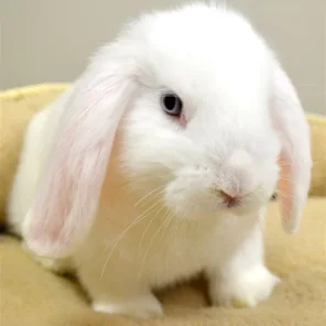 Cedar Run's Daisey