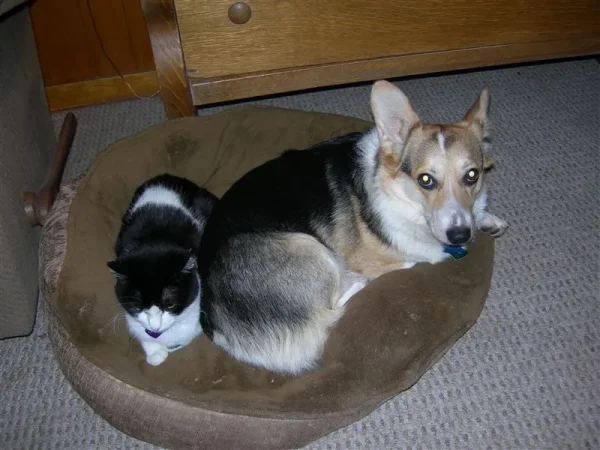 Dakota the corgi shares her bed with the cat