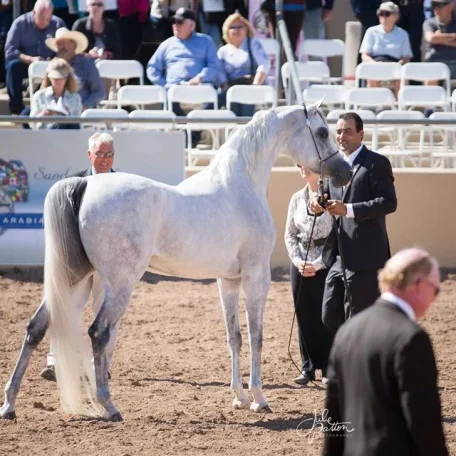 Julie Patton’s favorite horse of the show so far... Luxemere Jizette by KM Bugatti. Unanimous first place in her class, can't wait to cheer her on today in the championships! Thank you Julie for such lovely photo!!!