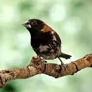 Moluccan Munia