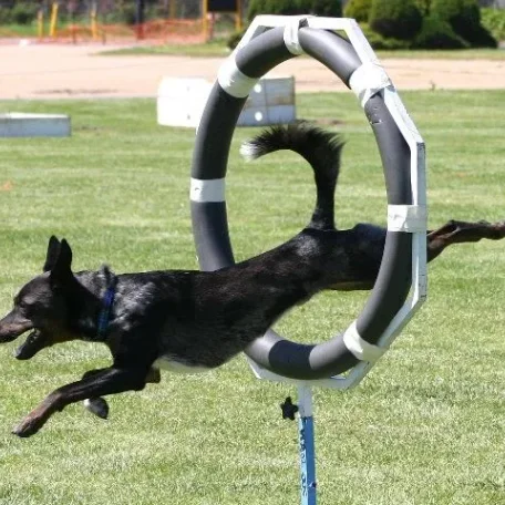 canine agility