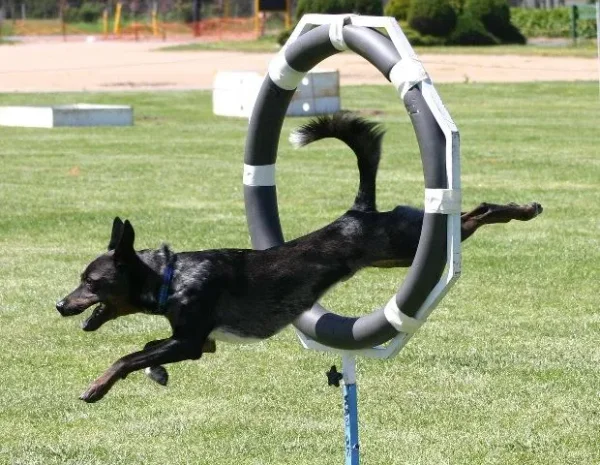 canine agility