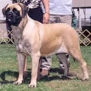 Irish Mastiff (Designer Dog)