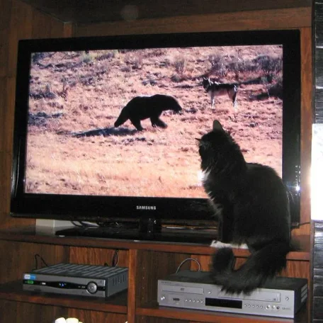Lions & tigers & bears, Oh my!