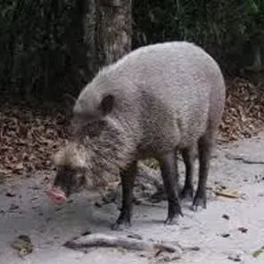 Bornean Bearded