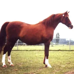 Nefisa