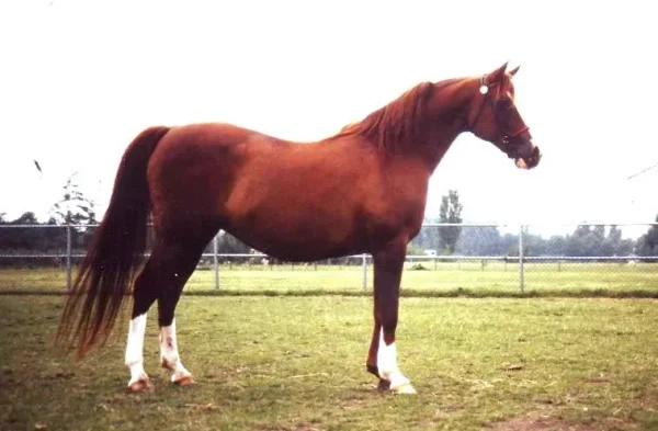 Nefisa