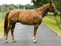 Evaluating Horse Conformation Pt 3
