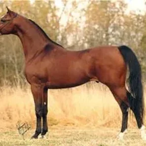 MONDIAL