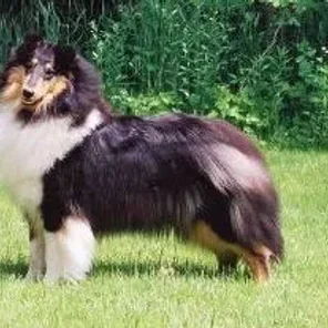 Ch Rosepoint Northstar Nikita
