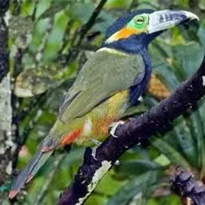Tawny-tufted Toucanet