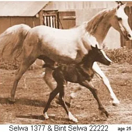 Selwa