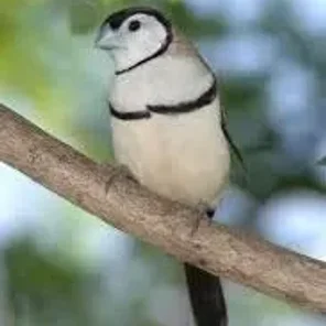 Owl Finch