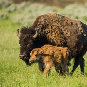 BASIC FACTS ABOUT BISON