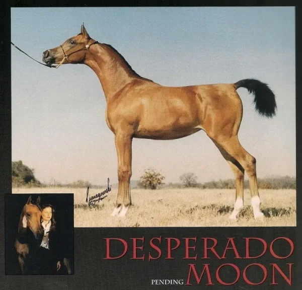 desperados moon